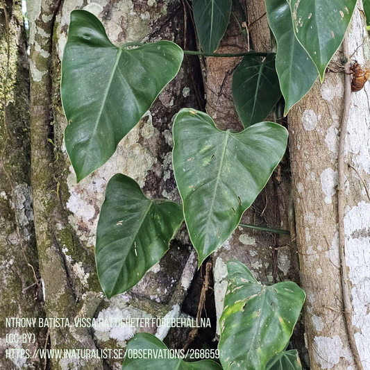 Philodendron cotonense
