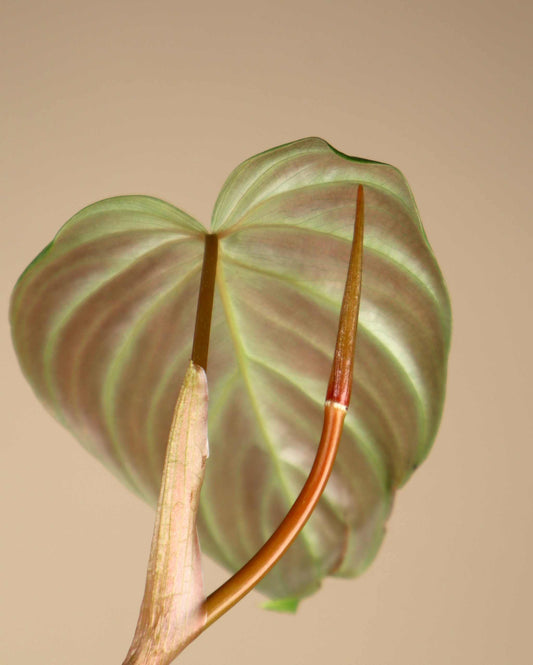 Philodendron 'Majestic' (P. sodoroi x P. verrucosum)