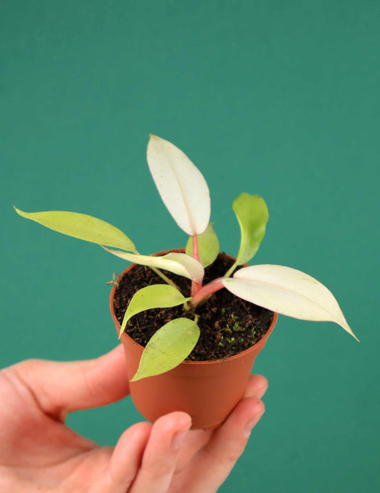 Philodendron Snowdrift