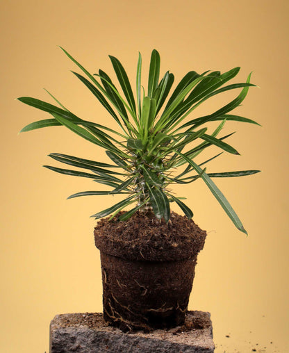 Pachypodium lamerei 'ökenstjärna'
