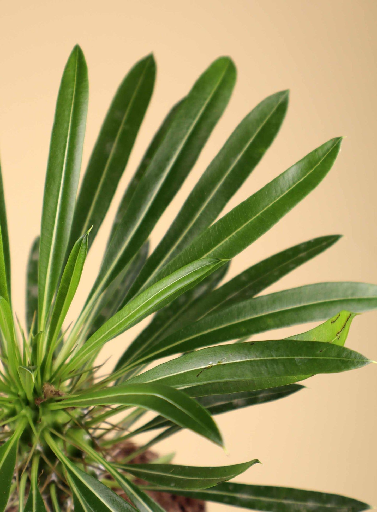 Pachypodium lamerei 'ökenstjärna'