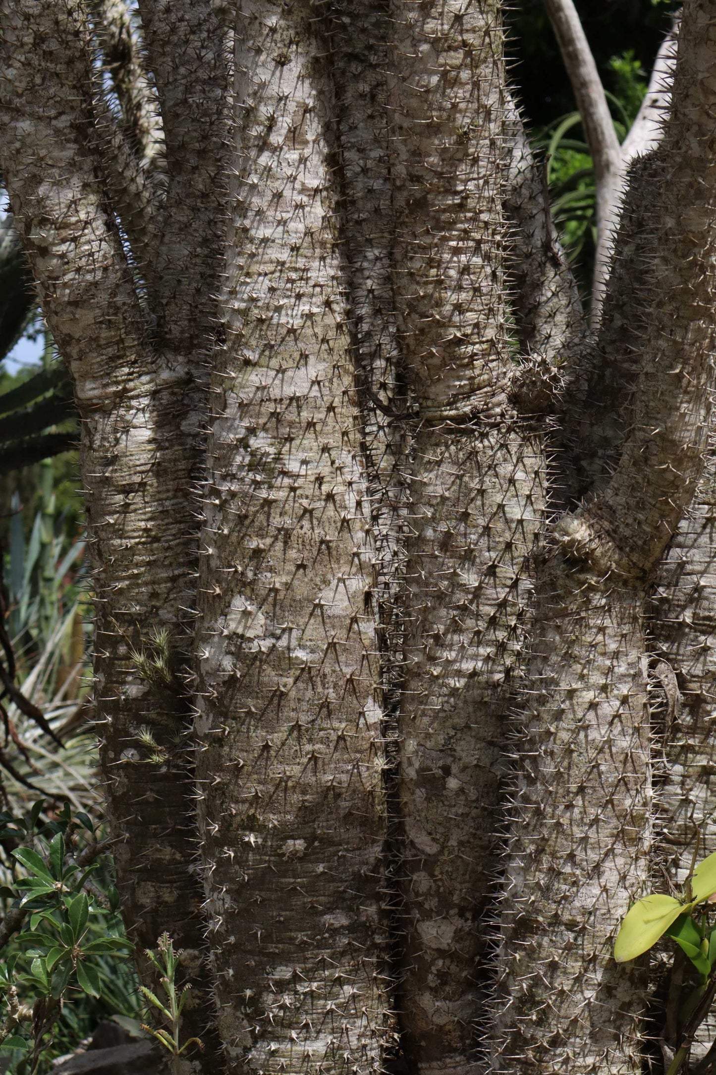 Pachypodium lamerei 'ökenstjärna'