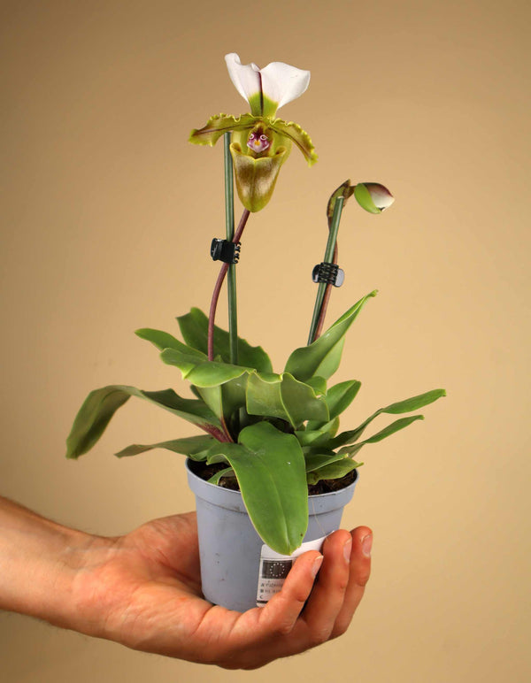 Paphiopedilum spicerianum