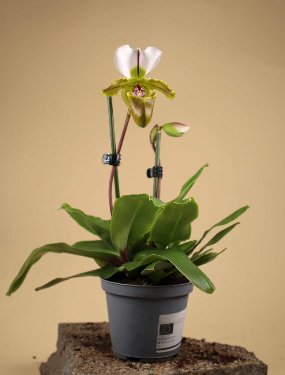 Paphiopedilum spicerianum