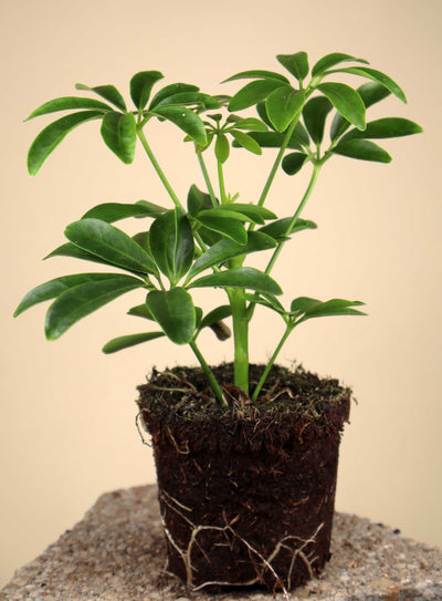 Paraplyaralia | Schefflera arboricola