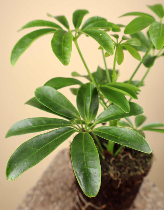 Paraplyaralia | Schefflera arboricola