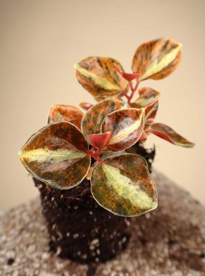 Peperomia metallica 'Creme Brulee'