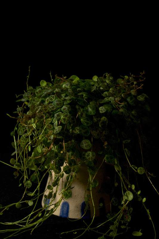 String of turtles 'Peperomia prostrata'