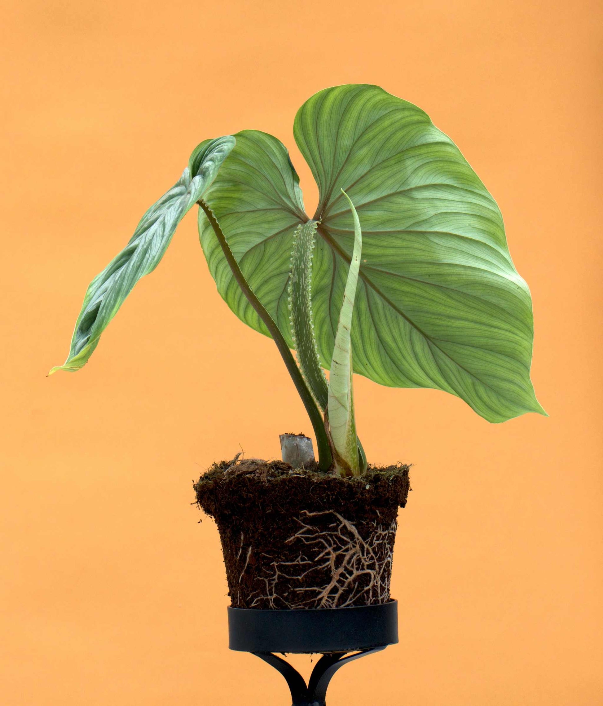 philodendron plowmanii propagation Philodendron Plowmanii