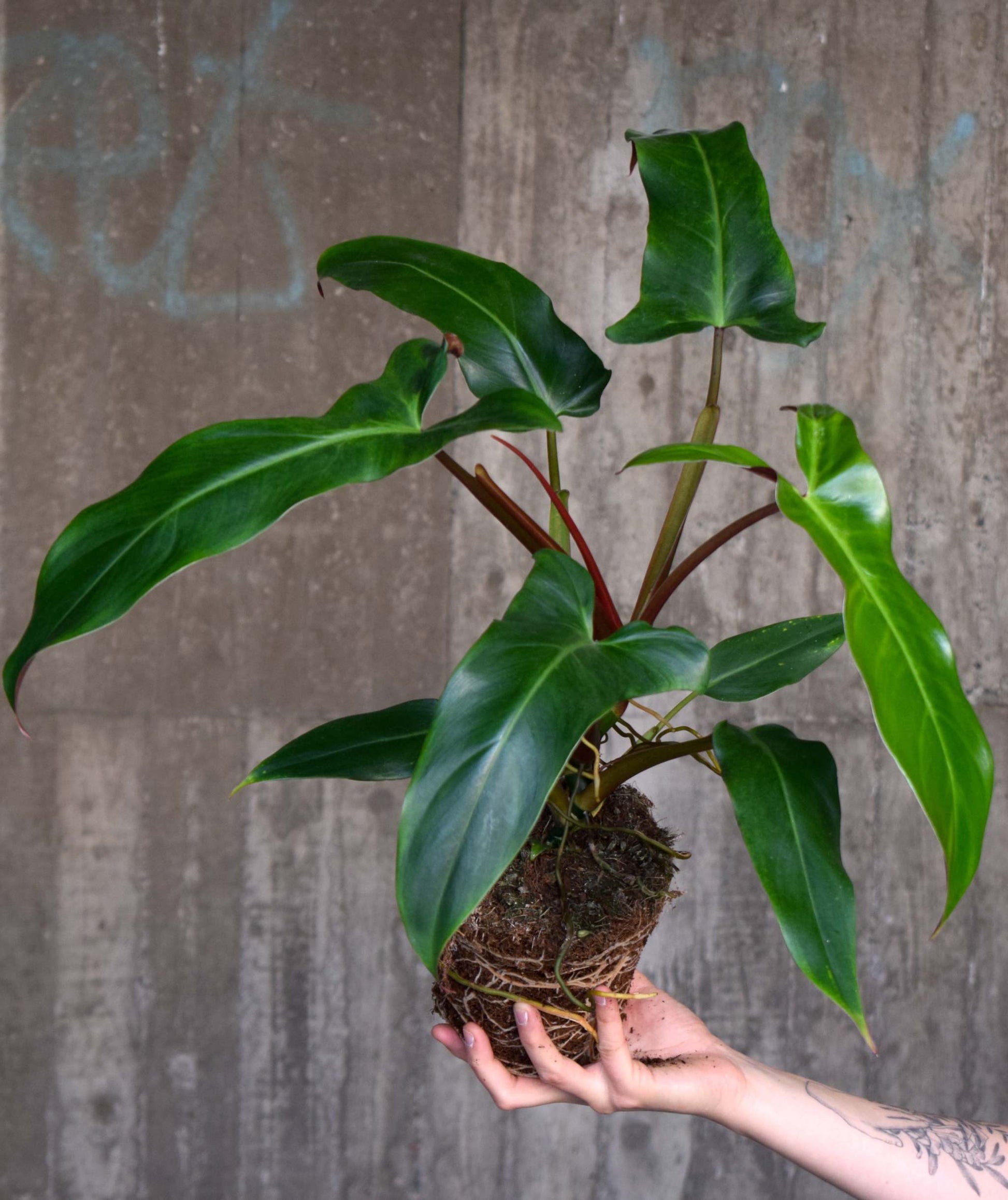 buy philodendrons online Buy Philodendron Mexicanum Online