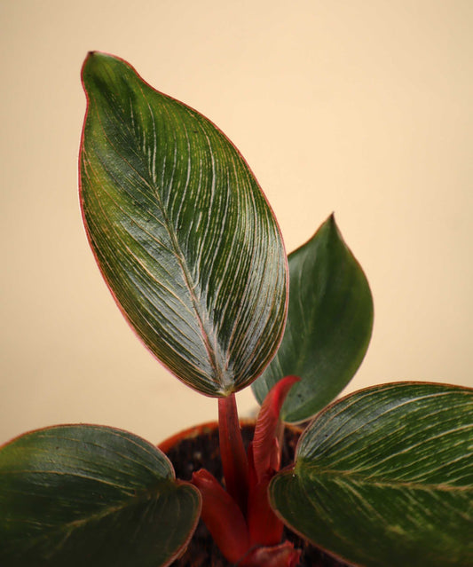 Philodendron Pink Bikini