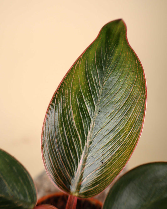 Philodendron Pink Bikini