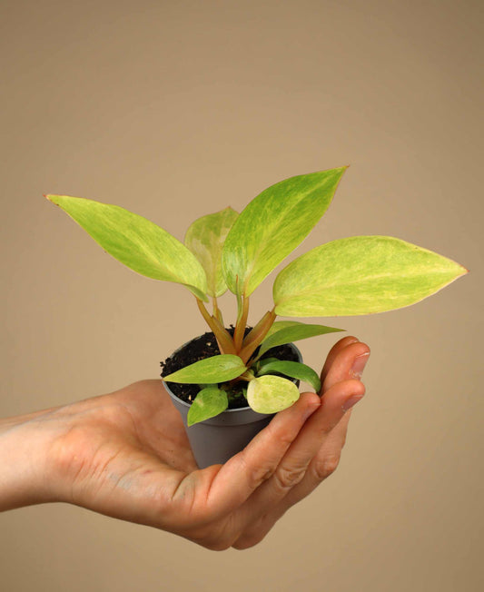 Philodendron 'Painted Lady'
