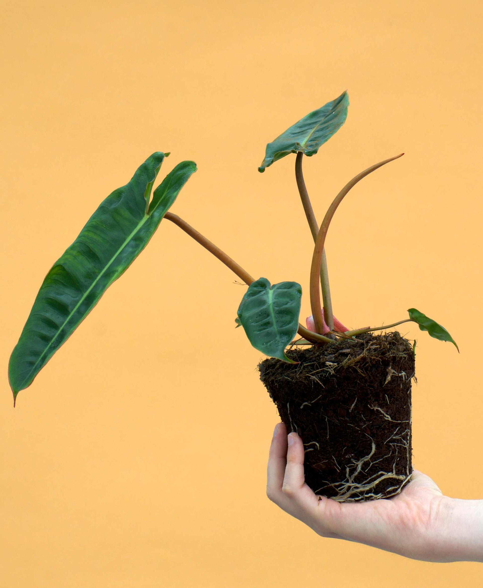 is philodendron billietiae a climber Philodendron Billietiae