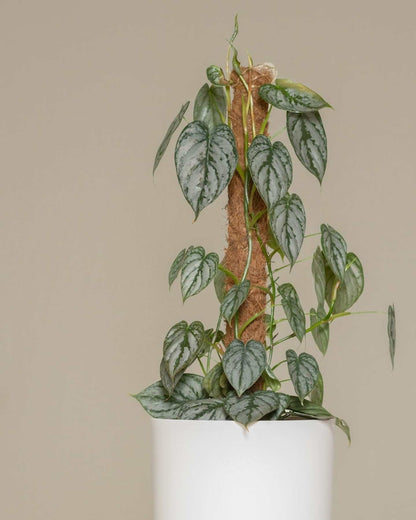 Philodendron brandtiaum kokosstav