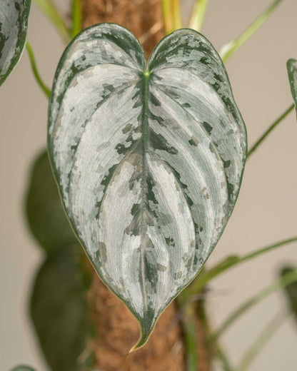 Philodendron brandtiaum kokosstav