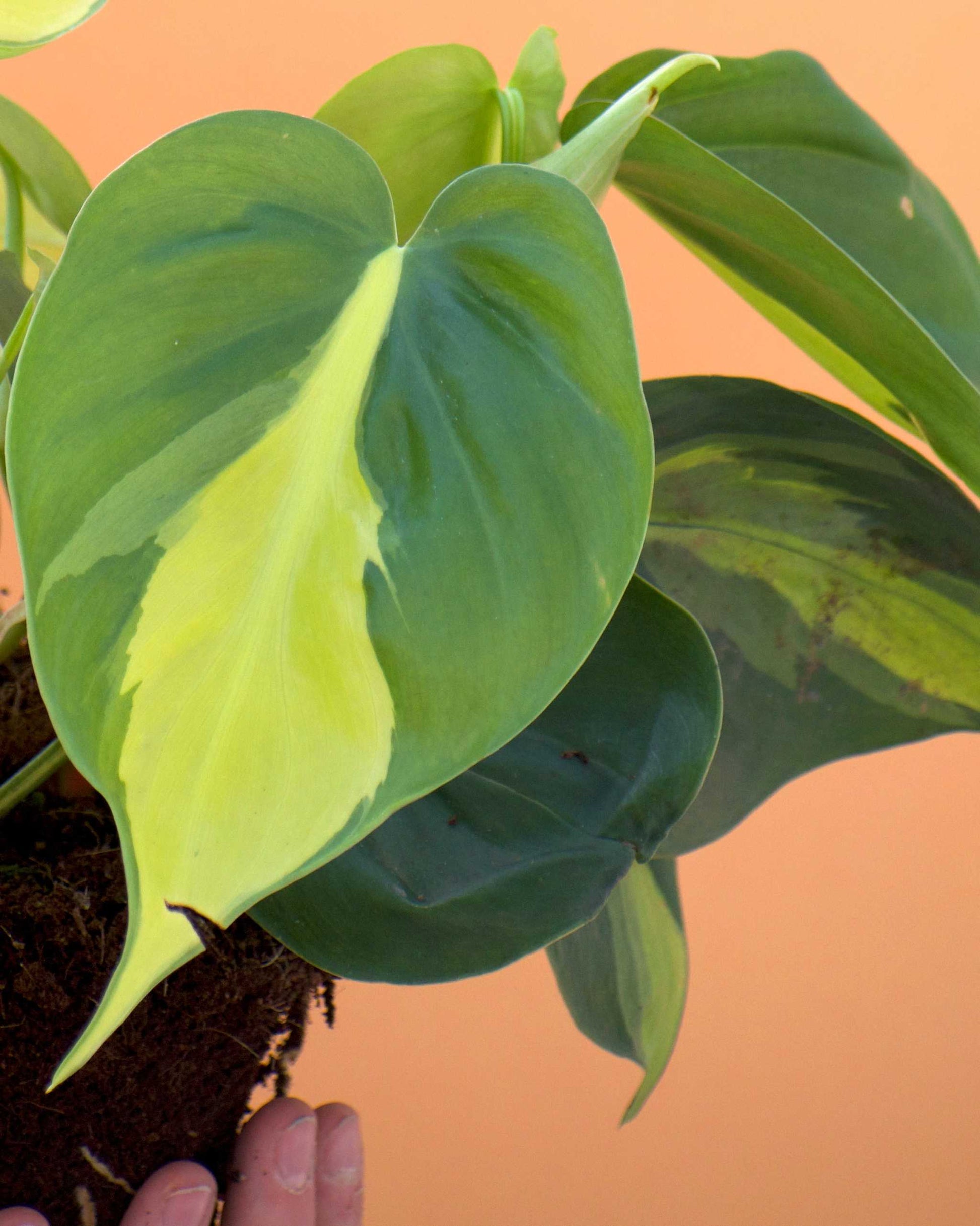 philodendron scandens yellow Philodendron Scandens 'Brasil' For Sale