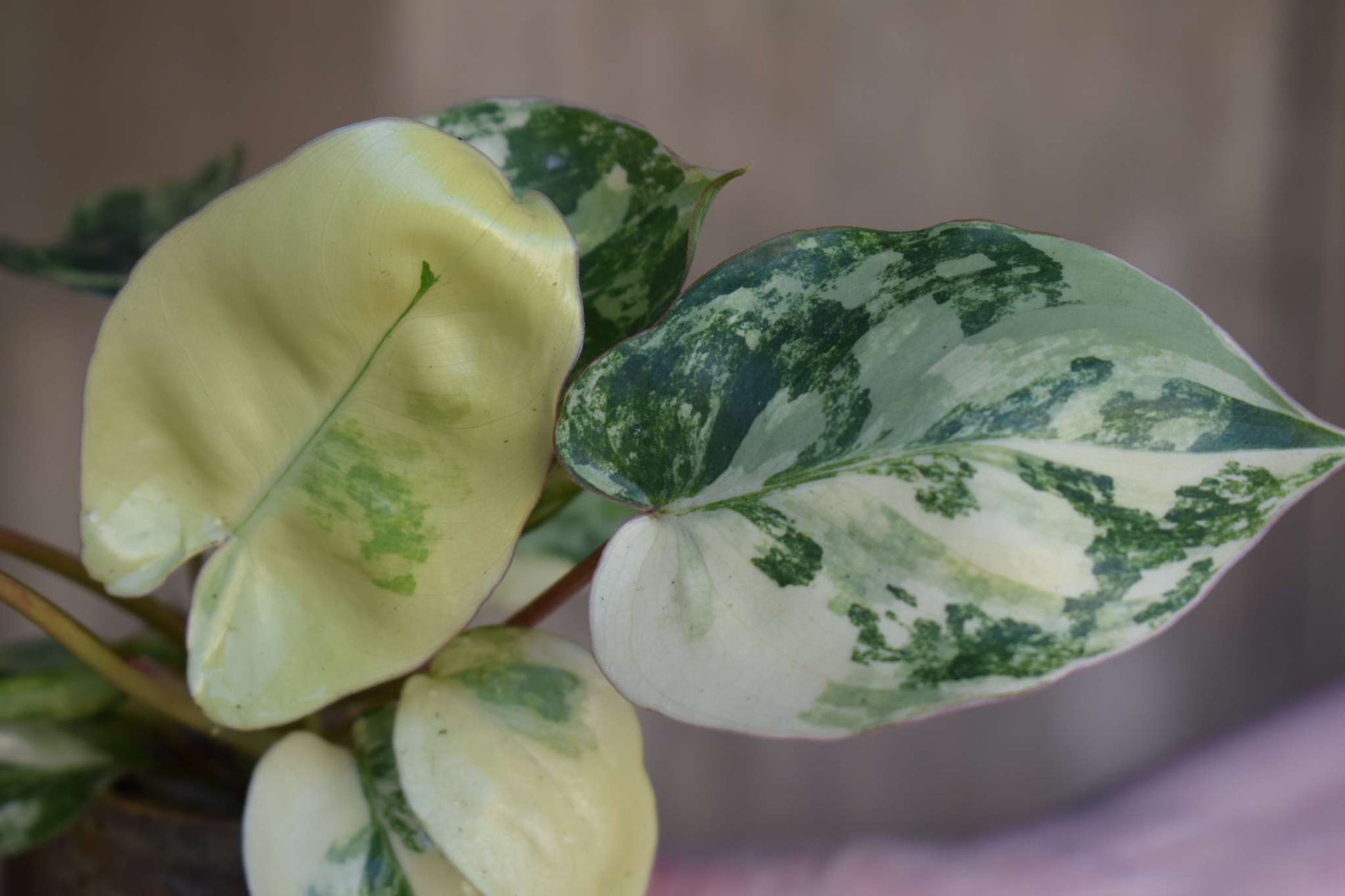 Philodendron burle marx variegata rare plant variegated exotic