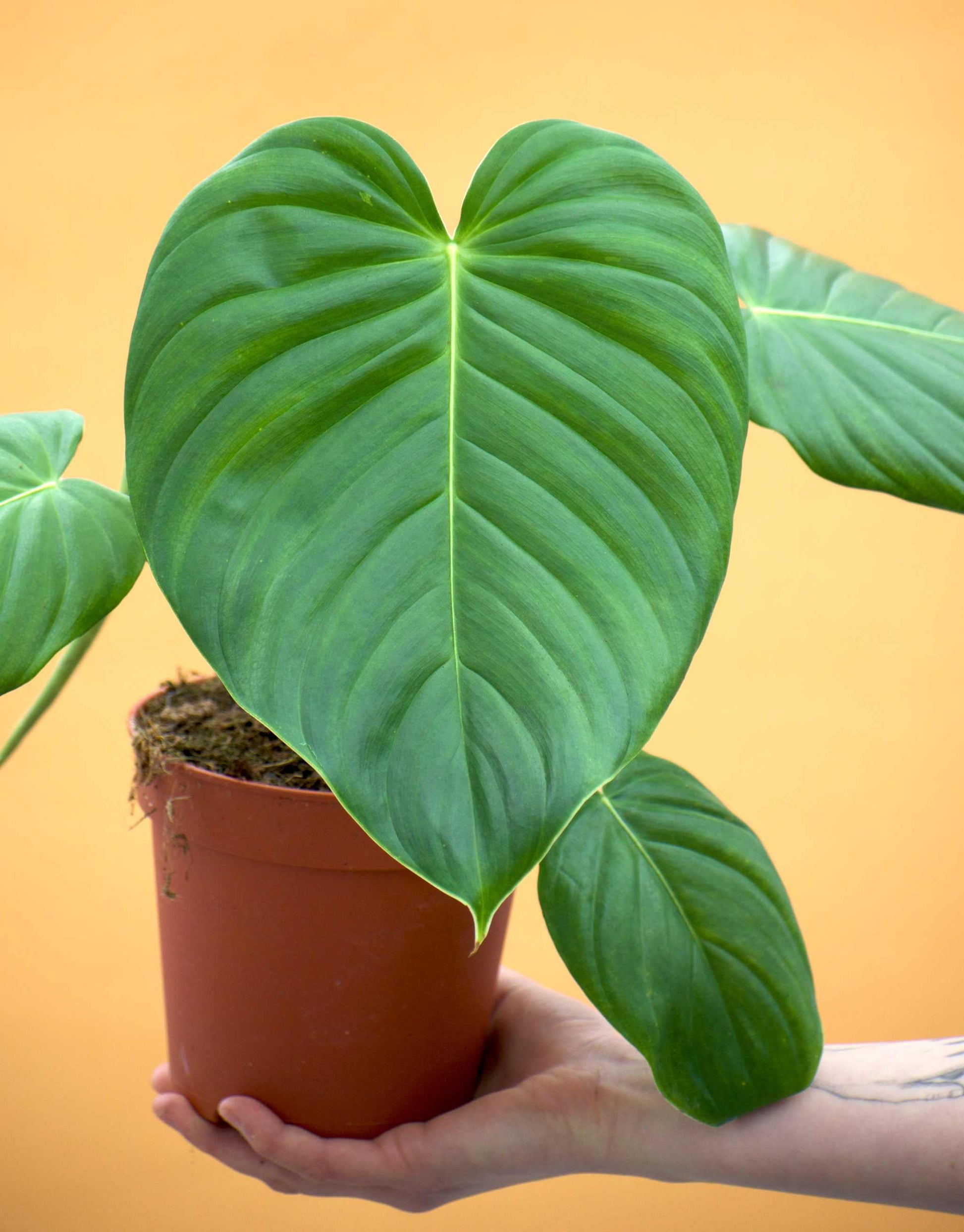 Philodendron grandipesv