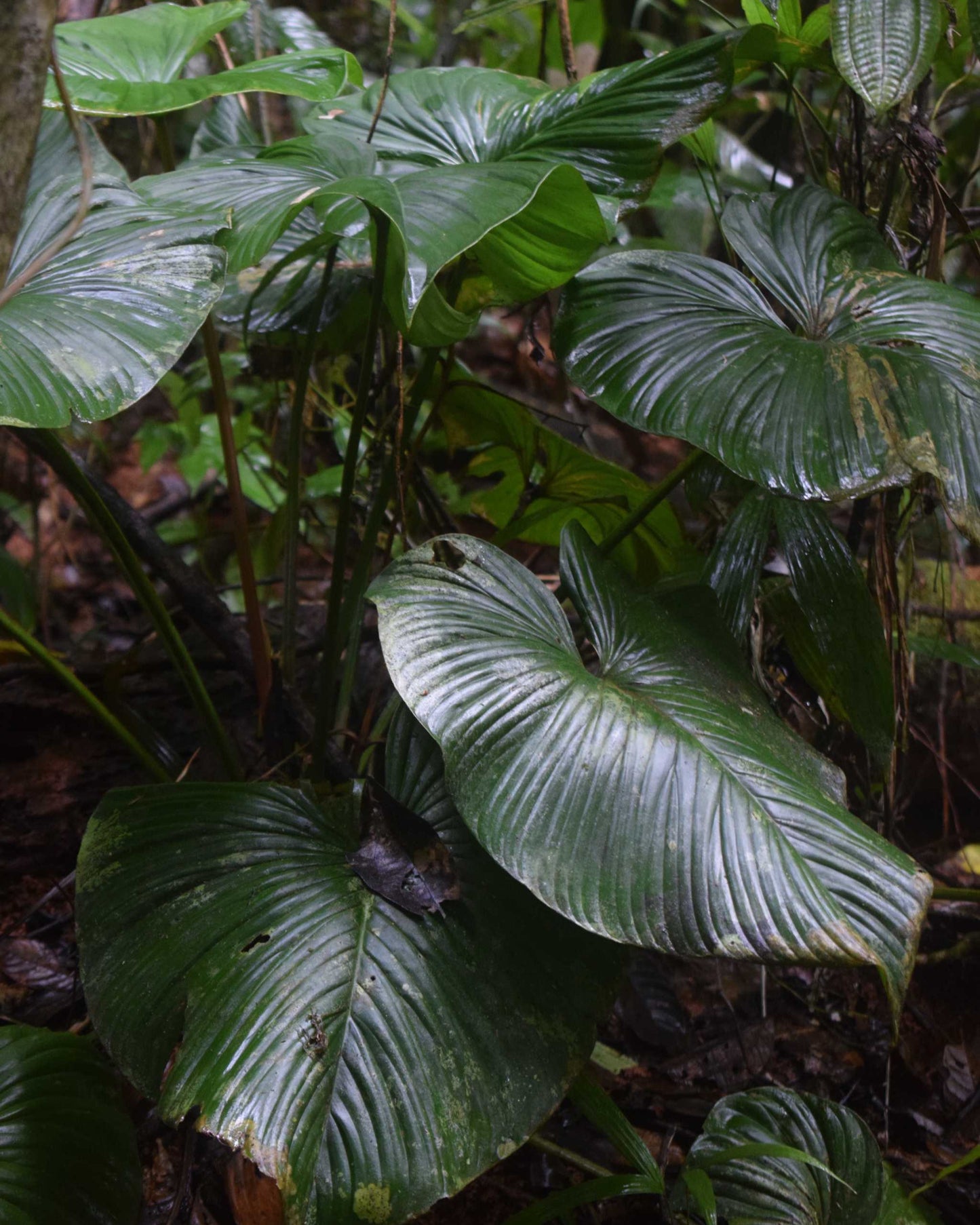 Philodendron grandipes regnskog panama