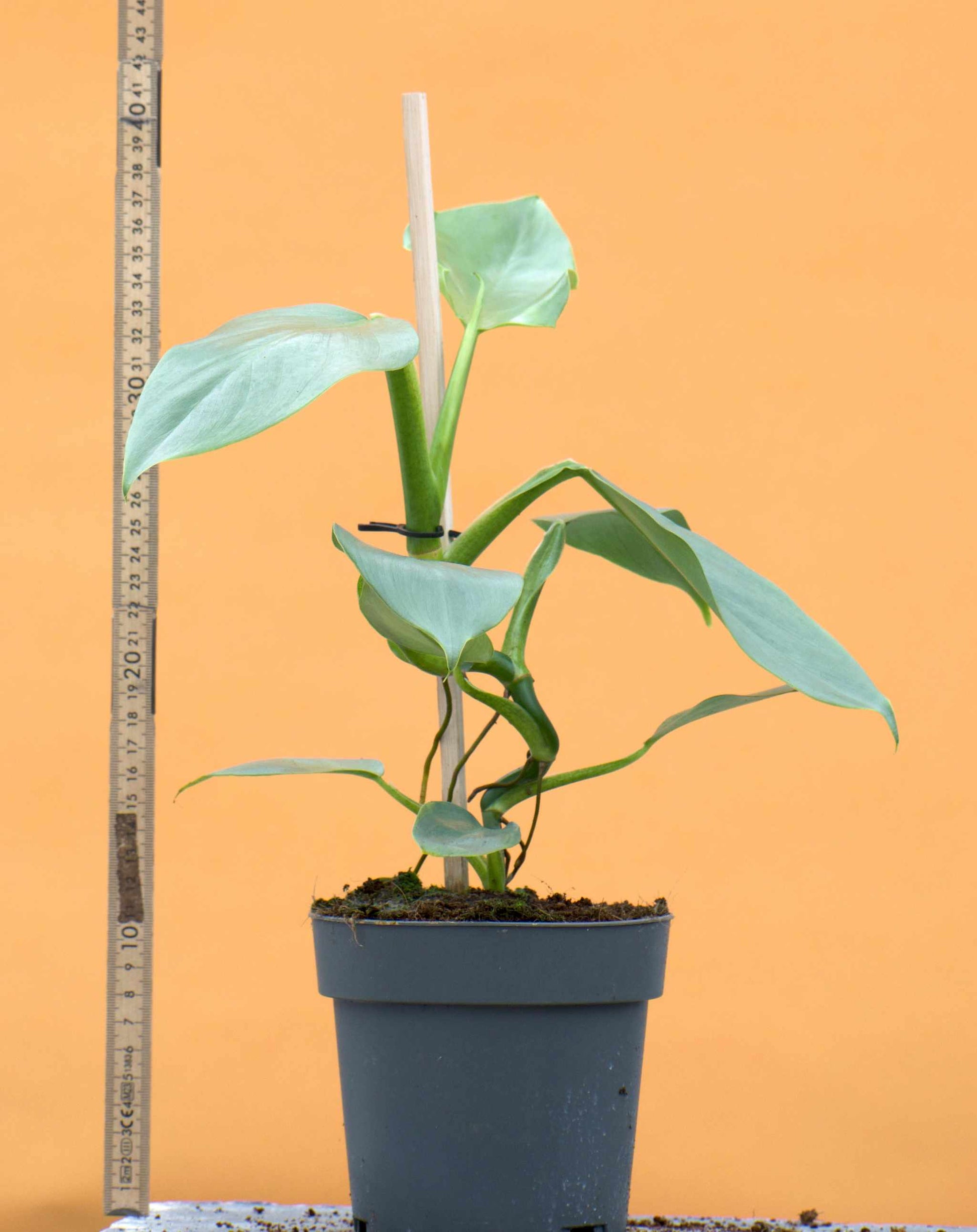 philodendron hastatum spacing Philodendron Hastatum 'Silver Sword'