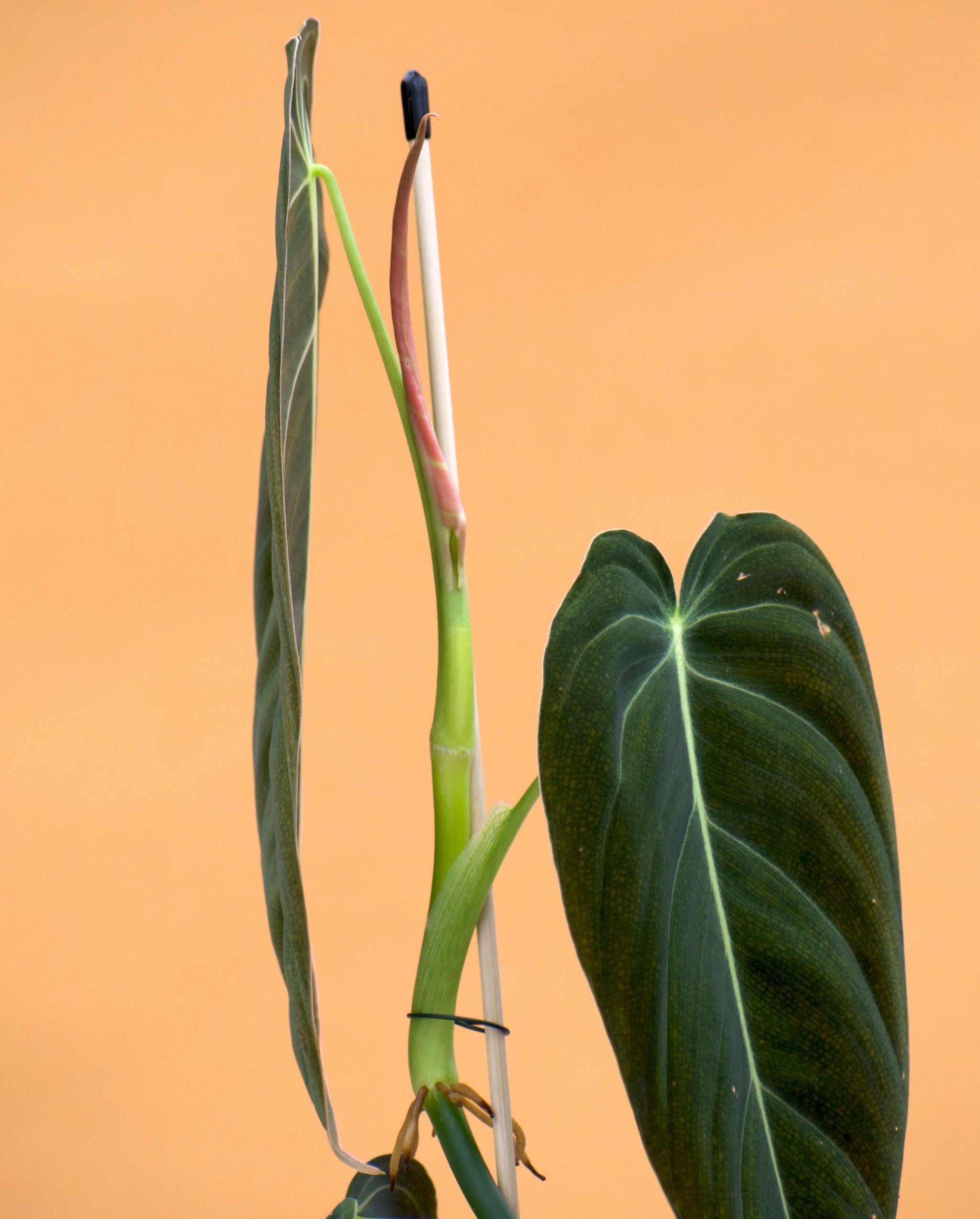 luftwurzeln philodendron Philodendron Melanochrysum