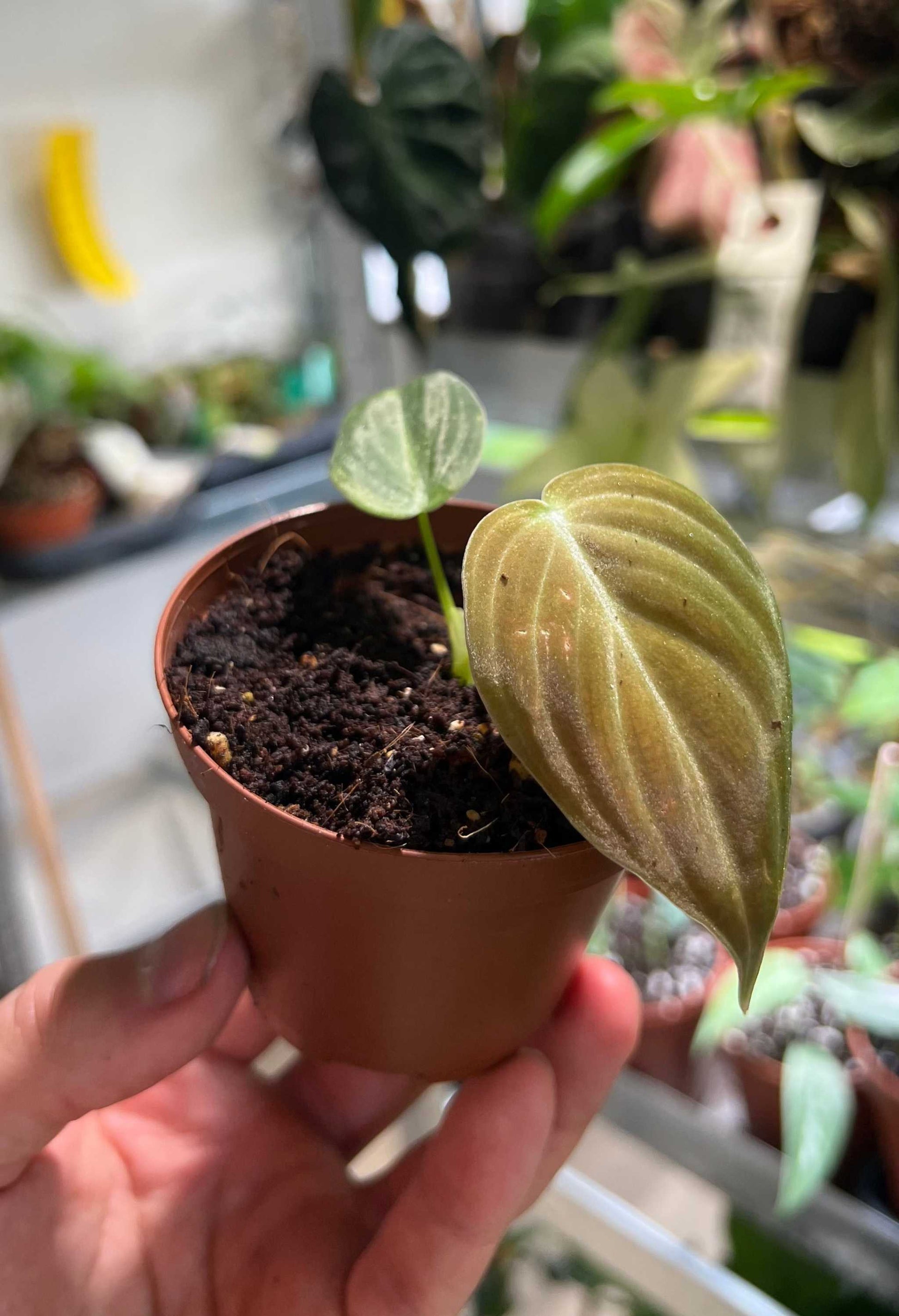 Philodendron melanochrysum liten