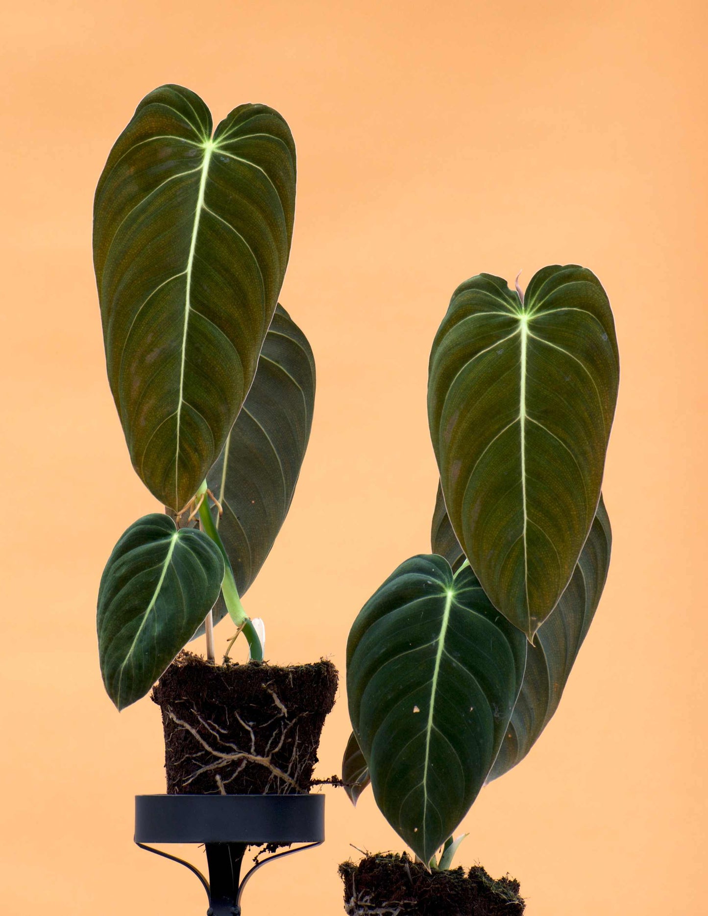 Philodendron melanochrysum