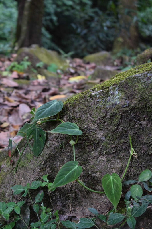 Philodendron micans