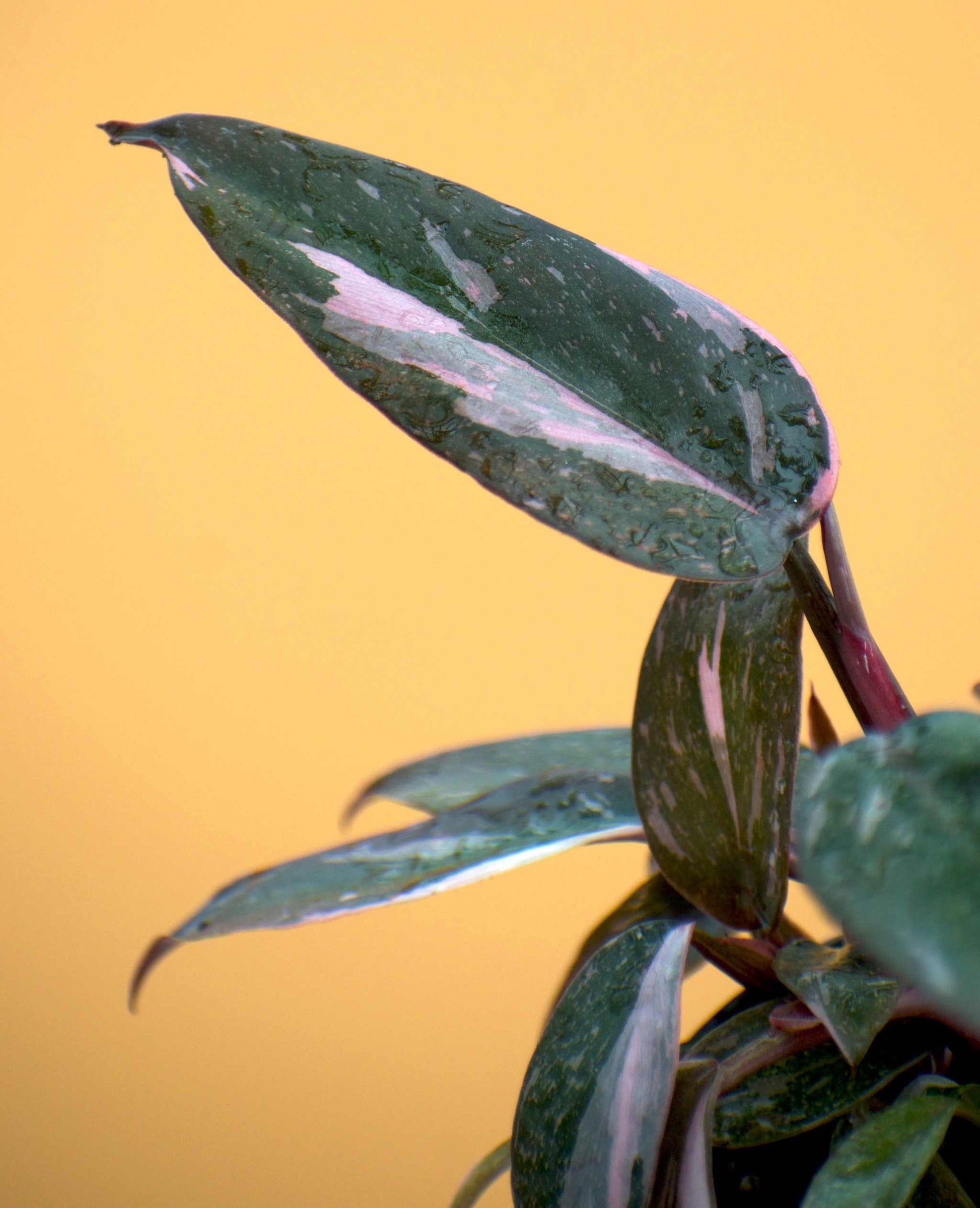 pink marble philodendron Philodendron 'Pink Princess Marble'