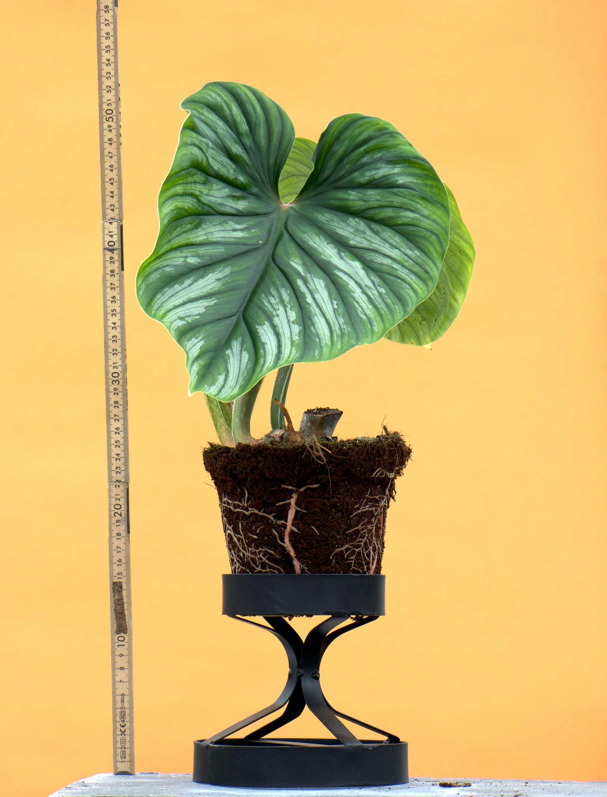 philodendron plowmanii stem Philodendron Plowmanii