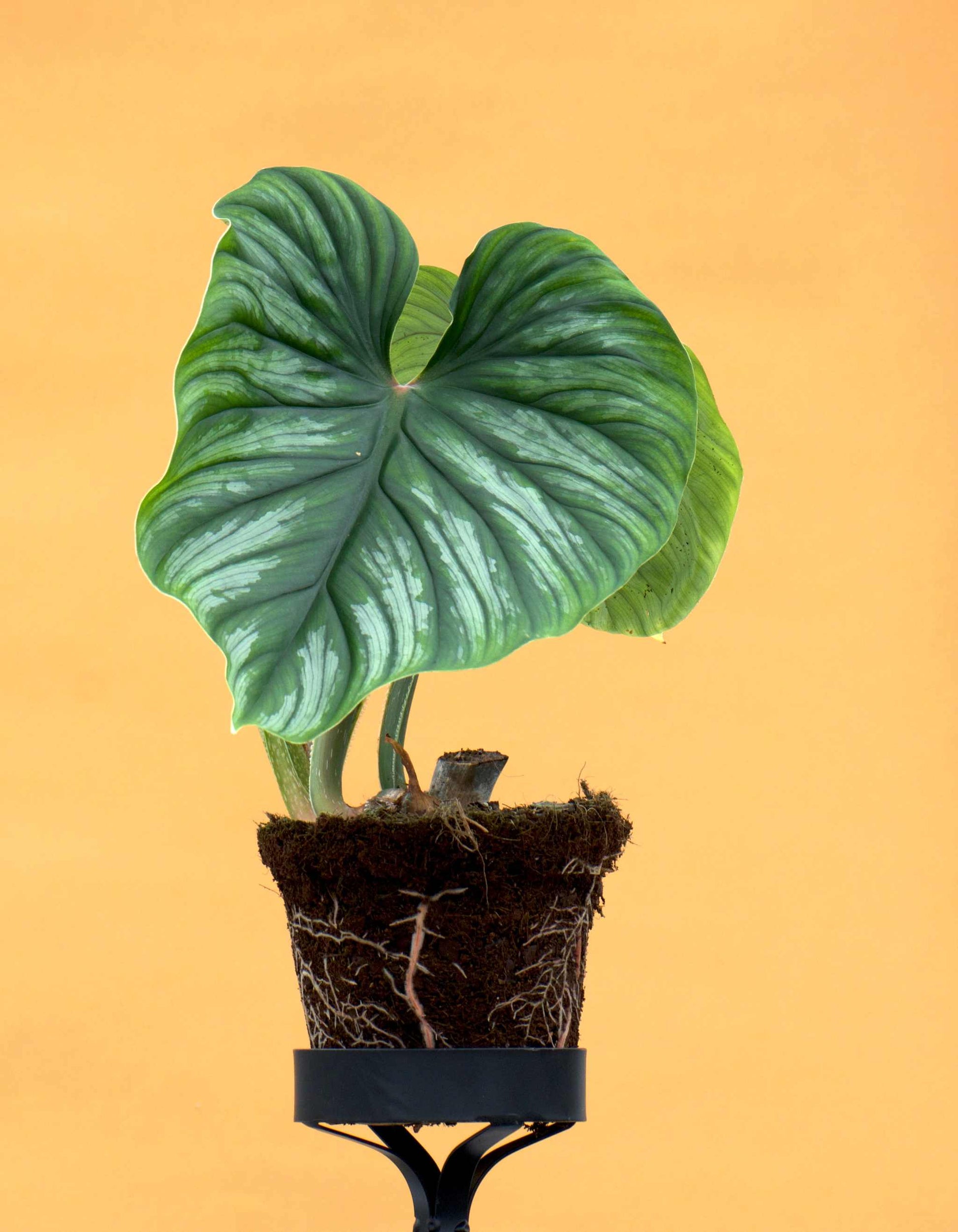 Philodendron Plowmanii | Kaufen Sie ausgefallene Zimmerpflanzen online