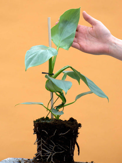 philodendron hastatum soil Philodendron Hastatum 'Silver Sword'