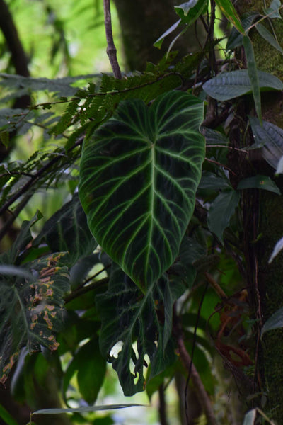 philodendron verrucosum