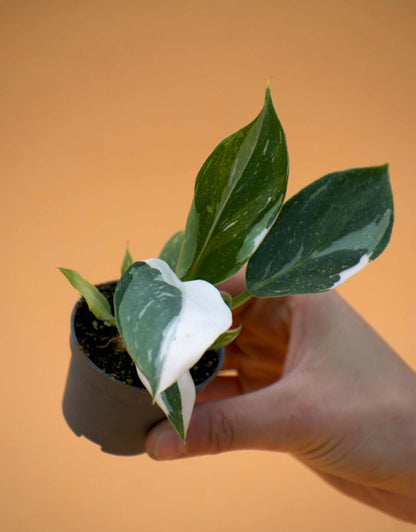 Philodendron white wizard