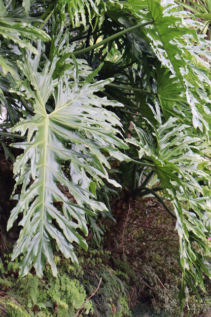 Philodendron bipinnatifidum