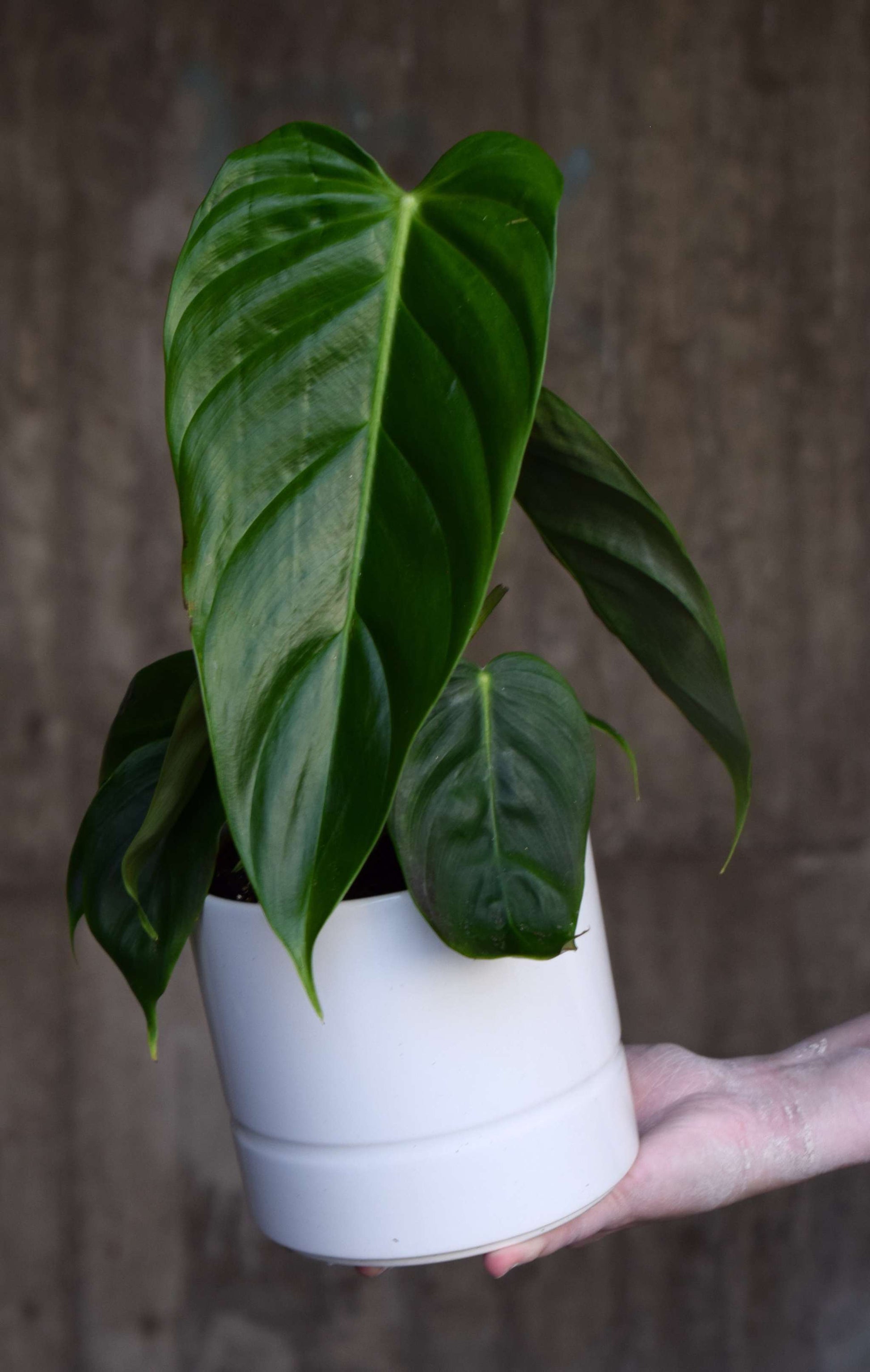 philodendron esmeraldense for sale Philodendron Esmeraldense For Sale