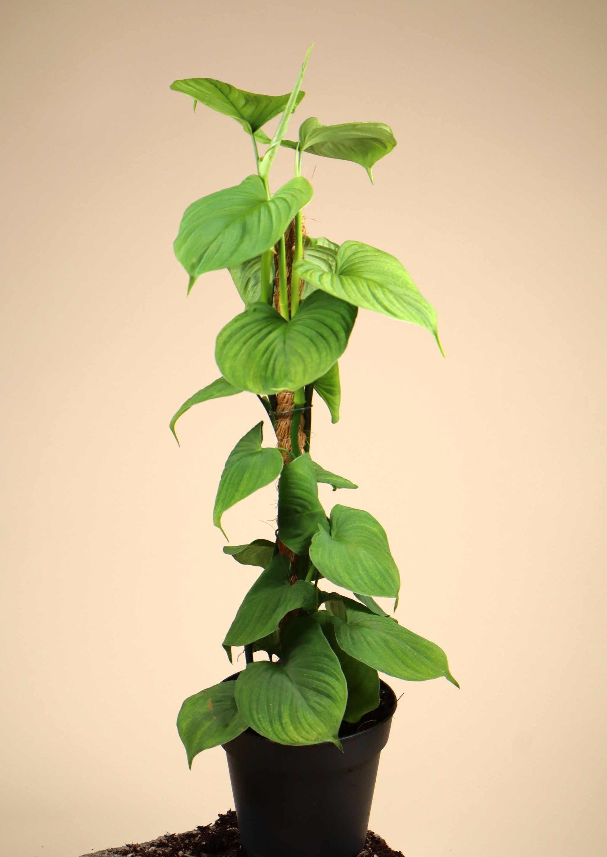 drumstick vegetable plant Drumstick Tree