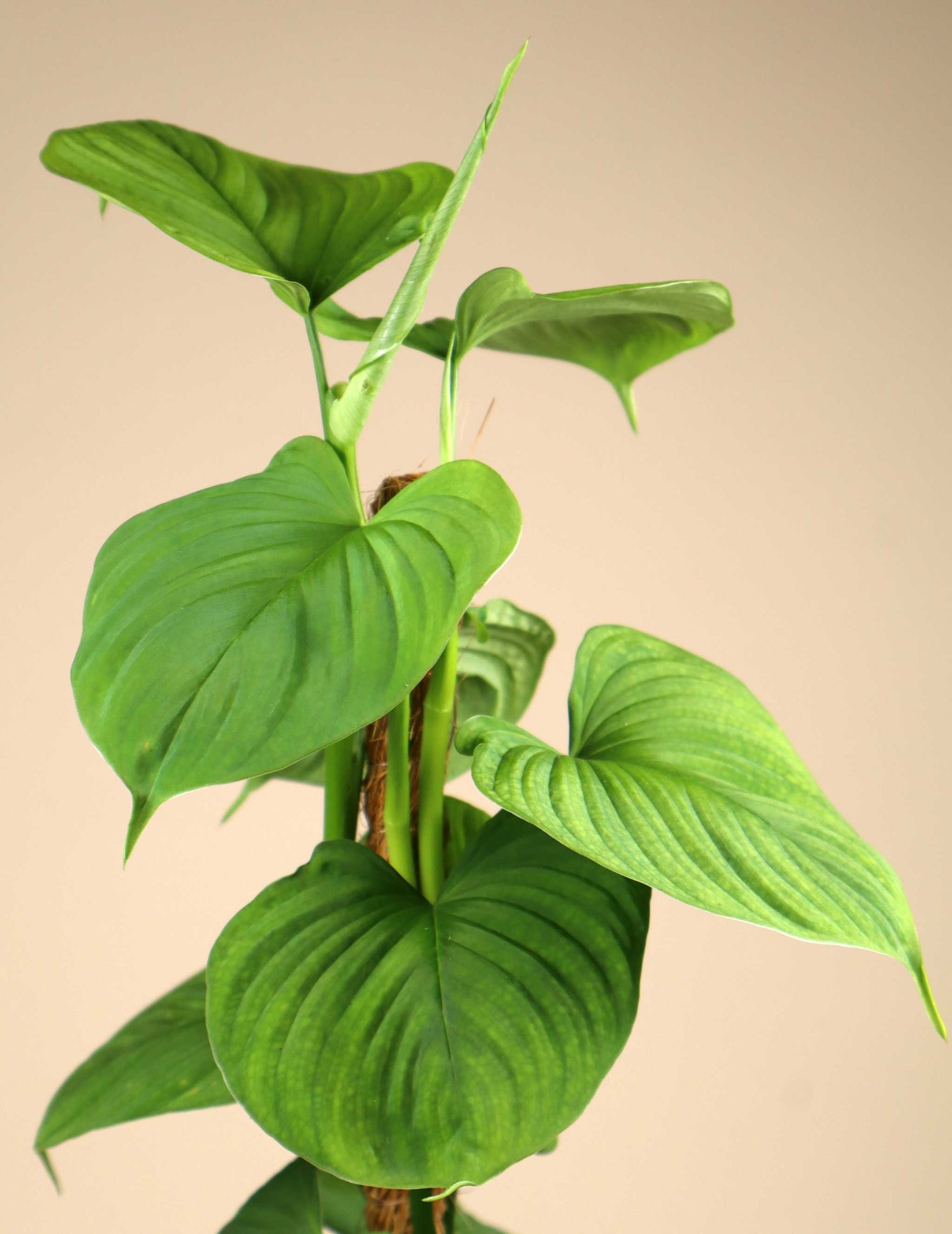 philodendron fibraecataphyllum care Philodendron fibraecataphyllum