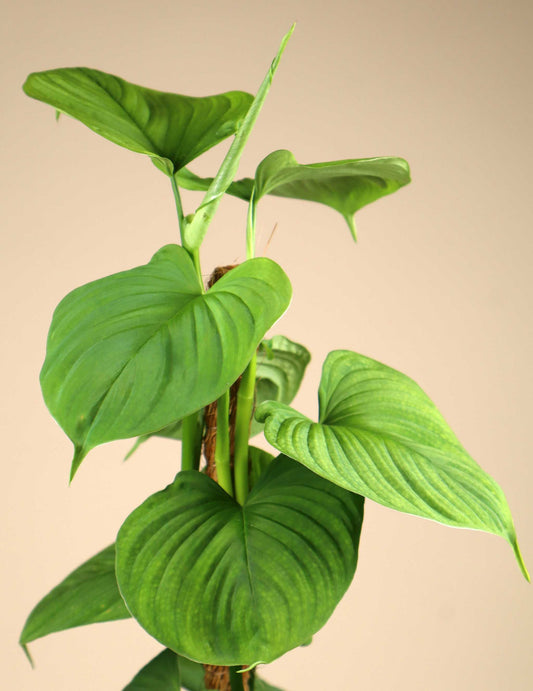 Philodendron fibraecataphyllum