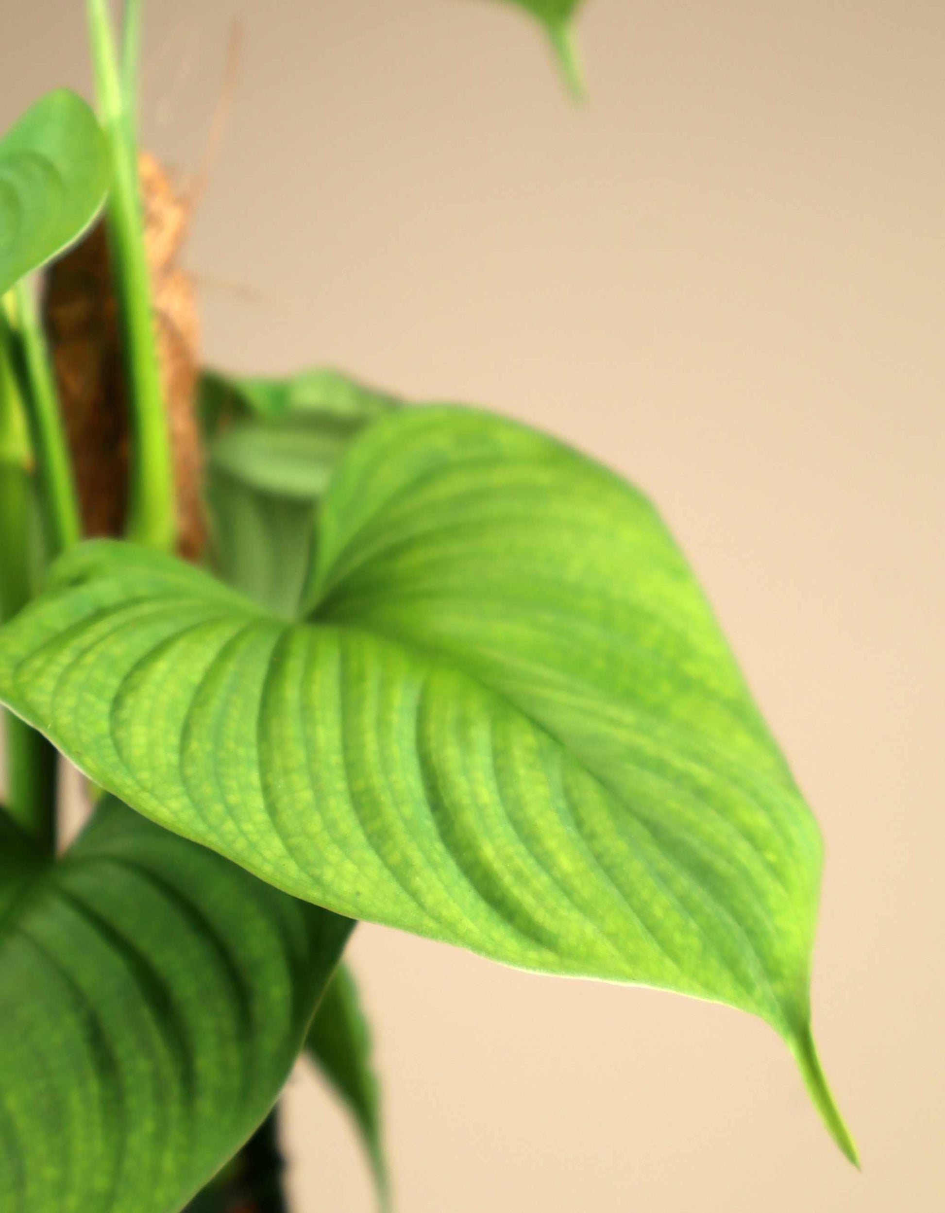 philodendron acuminatissimum Philodendron fibraecataphyllum