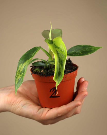 Philodendron Florida Schönheit