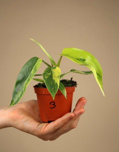 Philodendron Florida Schönheit