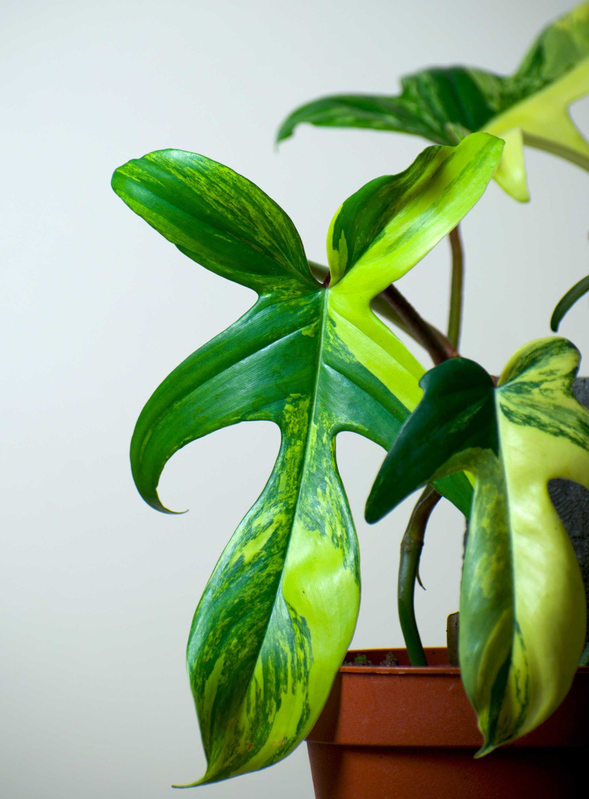 philodendron pedatum vs florida Philodendron Florida Beauty