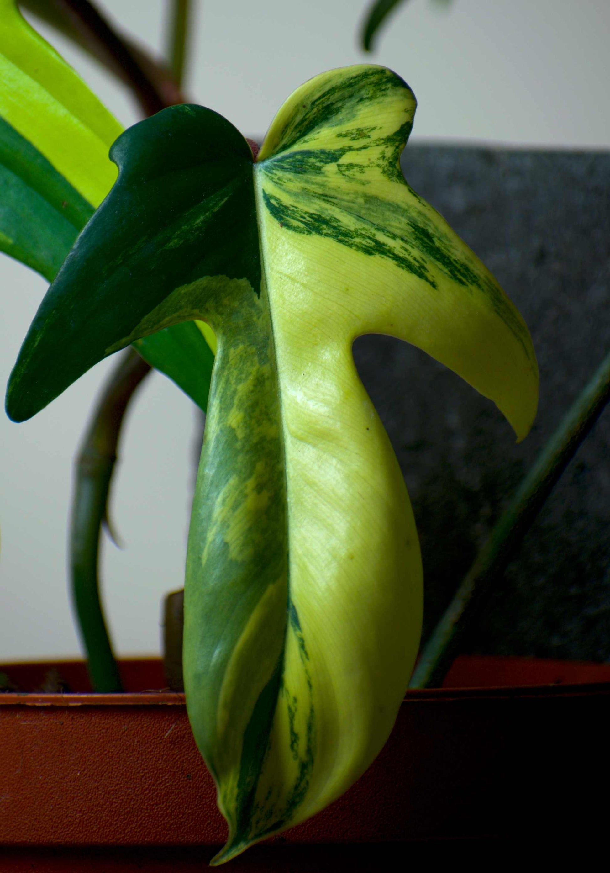 philodendron gelbe blätter Schönheit des Philodendron-Floridas