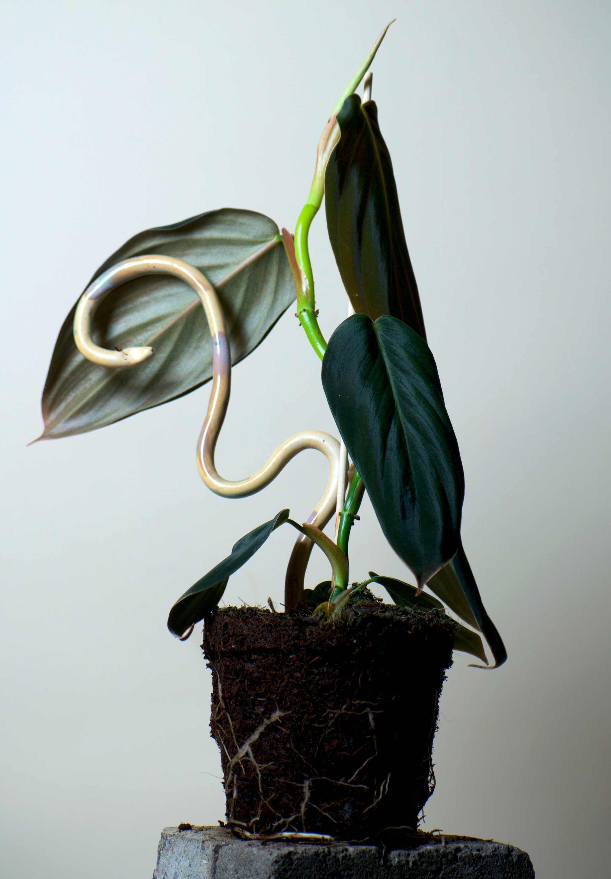 philodendron gigas growth rate Philodendron Gigas Online | Buy Rare Plants Online