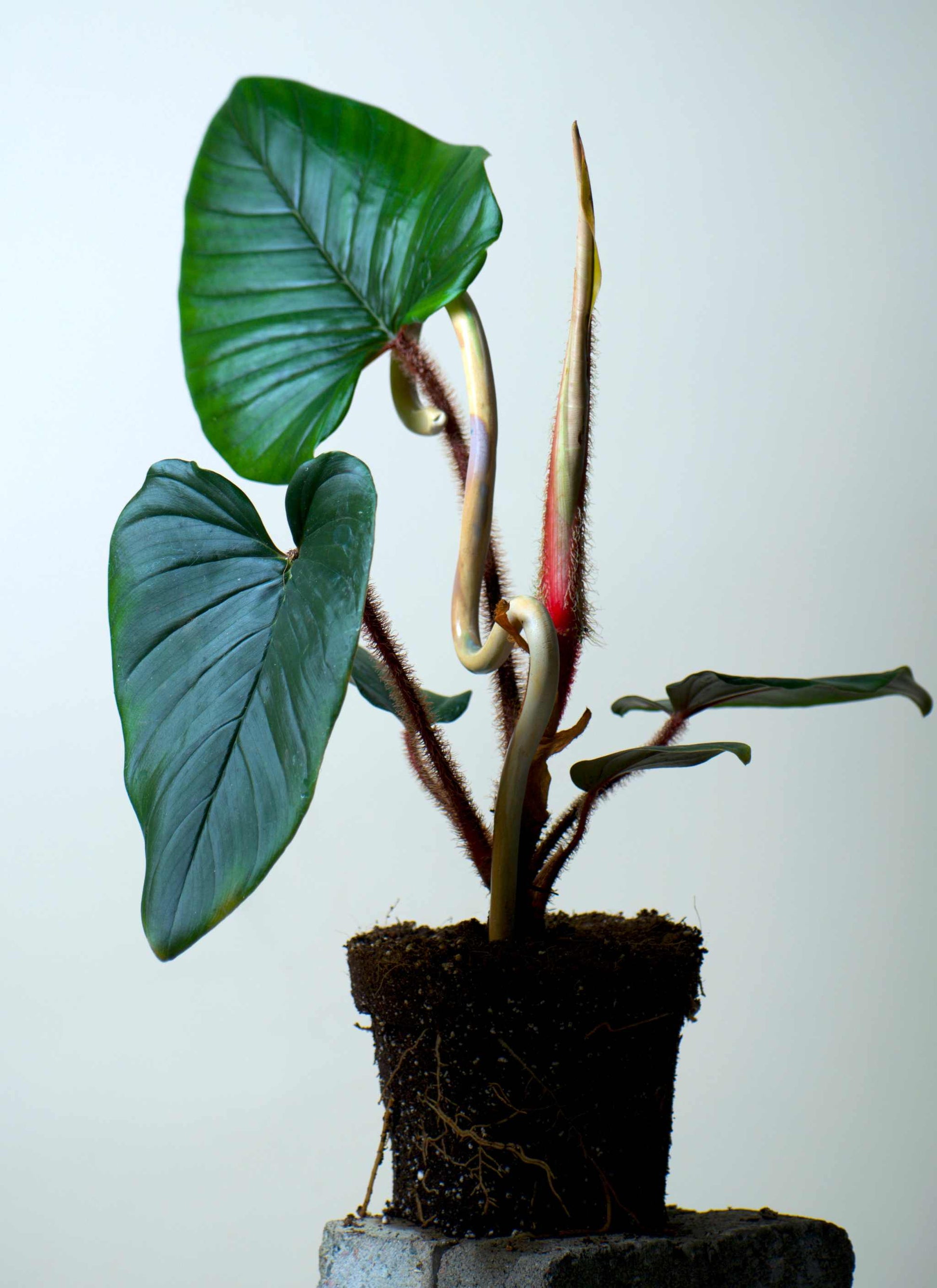 Philodendron squamiferum x serpens