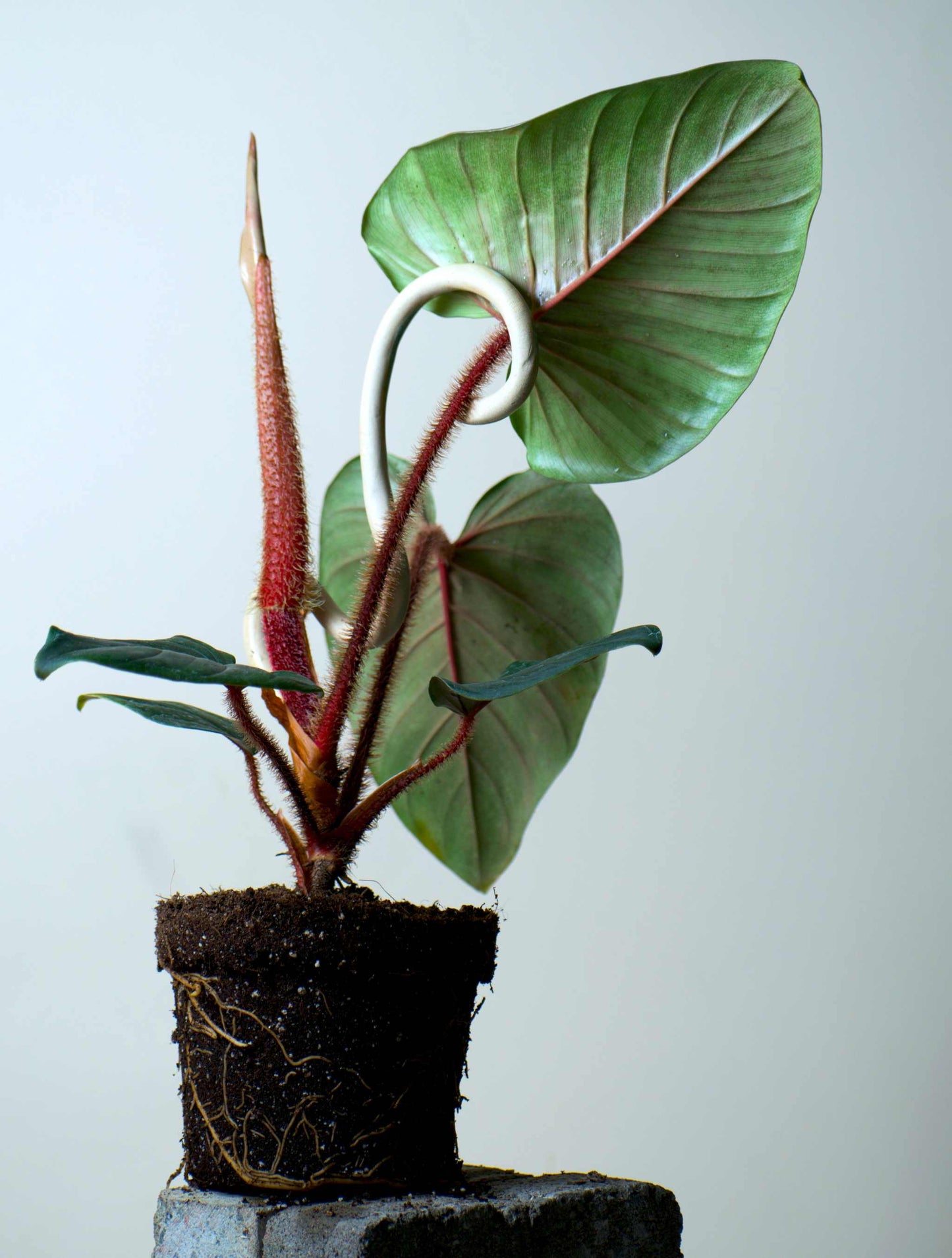 Philodendron squamiferum x serpens