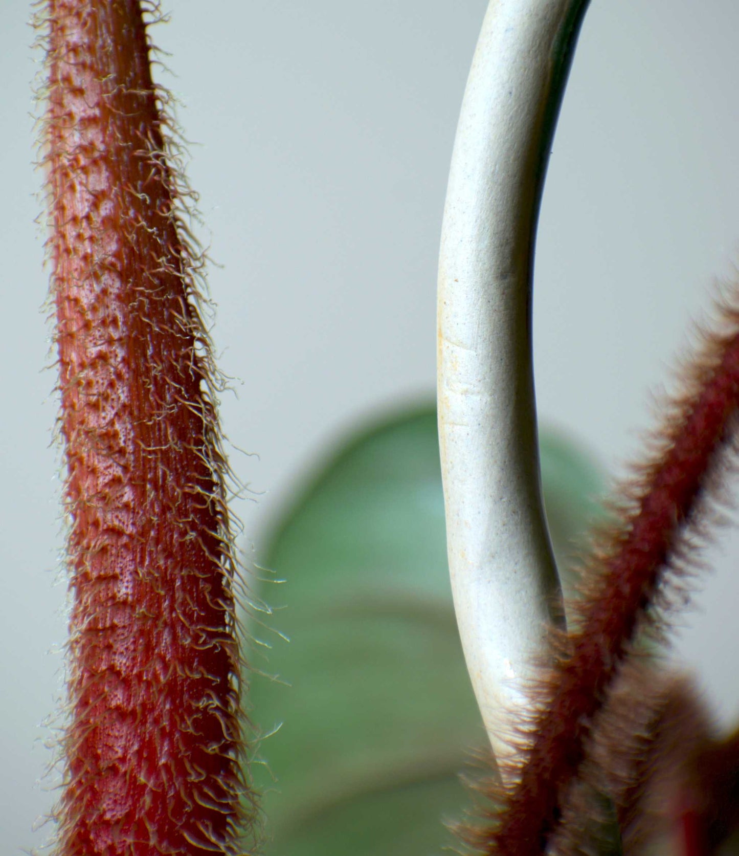 Philodendron squamiferum x serpens