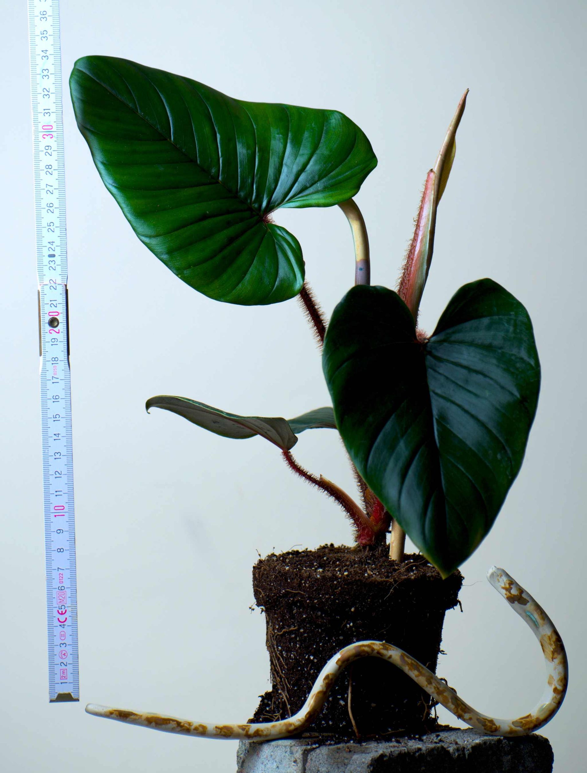 philodendron haarige stiele Philodendron Squamiferum x Serpens